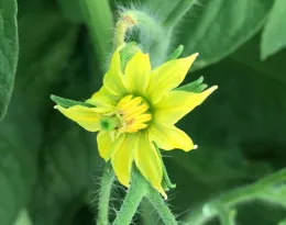 Tomato blossom