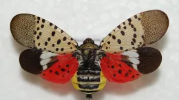 Adult spotted lanternfly, by Lawrence Barringer, Pennsylvania Department of Agriculture, Bugwood.org