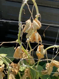 Wilted cucumber plant with yellowing, curled leaves supported by a wire frame against a dark background.