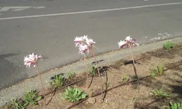 Naked Ladies (Amaryllis Belladonna) in parking strip