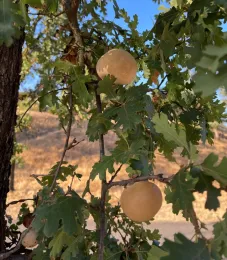 Two round pinkish yellow galls growing on on a branch.