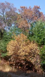 Dead, brown oak trees in an otherwise green forest.