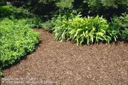 mulch