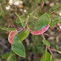 aphids on manzanita