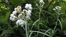 Anaphalis_margaritacea_-_Pearly_everlastingWikimedia commons