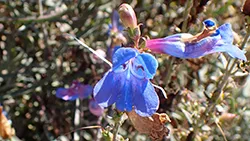 Penstemon_heterophyllus_Electric_Blue_kz2