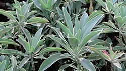 Salvia_apiana—RPBG—wikimedia commons