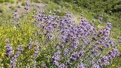 salvia_pozo_blue_10 las pilitas