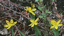 Sisyrinchium_californicum Wikimedia Commons