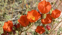 Sphaeralcea_ambigua_16 wikimedia commons