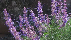 trichostema lanatum John Rusk flickr