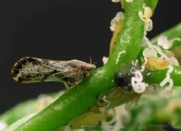 Close-up of an Asian Citrus Psyllid on a green citrus plant stem, surrounded by pale nymphs.