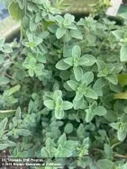 Oregano plant in pot.