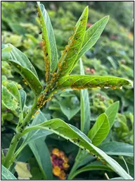 Aphids on lantana. Photo by Ed Gutierrez