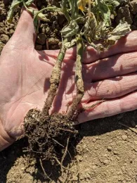 Tomato plant with herbicide injury