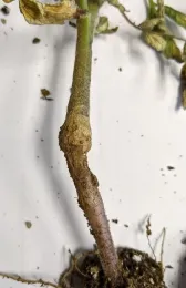 Tomato plant with herbicide injury (roots)
