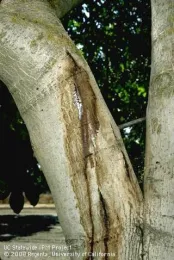 Bark canker