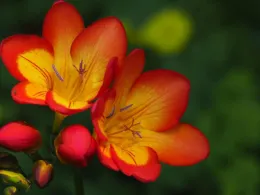 Freesia flowers