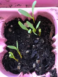 Several young beet seedlings with slender green leaves are growing in dark soil inside a bright pink six-pack container.