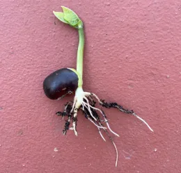 A germinated bean seed with a small sprout and roots displayed on a reddish surface.