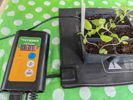Heat mat with a digital thermostat displaying 71.3°F, supporting a black six-pack container of young plants, all on a green polka-dotted tablecloth.