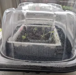 A transparent plastic humidity dome covers a seedling container with moisture on the surface, revealing small green seedlings growing in dark soil underneath.