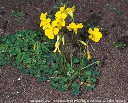 A cluster of bright yellow Bermuda buttercup flowers with green, clover-like leaves growing on sandy soil.
