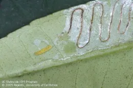 A zigzag line showing a tunnel made by a leafminer larva.
