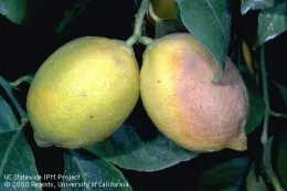 Two yellow lemons with a brownish tinge towards the bottom of the fruit.