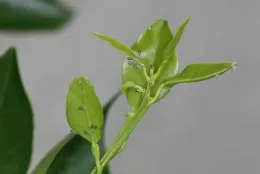 Small, light green leaves showing distortion and very tiny insects.