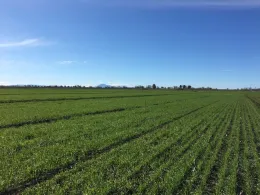 N-rich reference zone demonstration site in the Delta.