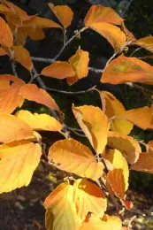 Witch hazel leaves (Hamamelis 'Arnold Promise'), J.C. Lawrence
