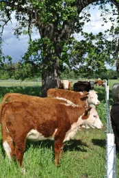 Yearling heifers grazing annual rangeland