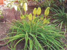 'Limelight' kniphofia