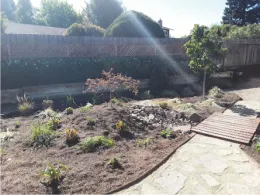 Smoke tree and rest of the garden last year