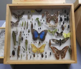 A Bohart Museum insect-speciment display case. (Photo by Kathy Keatley Garvey)