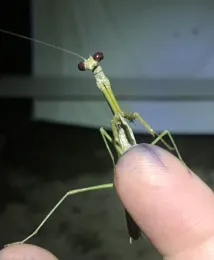 A praying mantis at Belize. (Photo by Fran Keller)