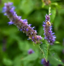 Wild bee in an urban garden in Germany. (Photo courtesy of Monika Egerer)
