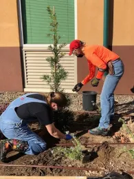 Two Master Gardeners digging to plant a tree.