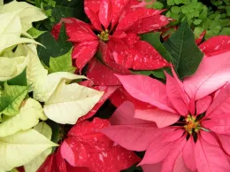poinsettia
