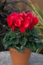 cyclamen