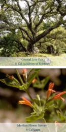 oak and monkey flower