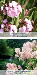 Mazanita and Ceanothus
