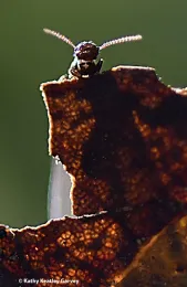 A subterranean termite explores its surroundings. (Photo by Kathy Keatley Garvey)