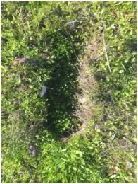 Vernal pool buttercup germinating in a cattle hoofprint