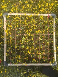 Quadrats used for quantifying vernal pool plant species