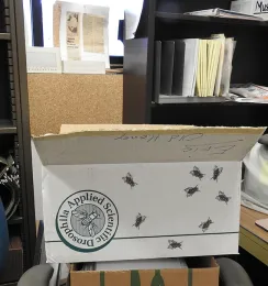 One more box to go. (Photo by Kathy Keatley Garvey)