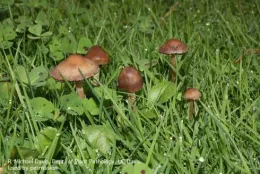 Mushrooms of <i>Panaeolus foenisecii</i><br>(Credit: RM Davis)