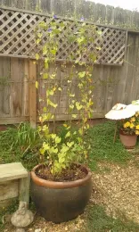 Morning Glory vertical garden