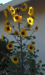 Volunteer Sunflower